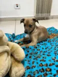 Cachorro raça SRD idade 2 a 6 meses nome Sem Nome