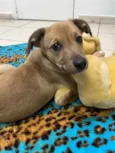 Cachorro raça SRD idade 2 a 6 meses nome Sem Nome