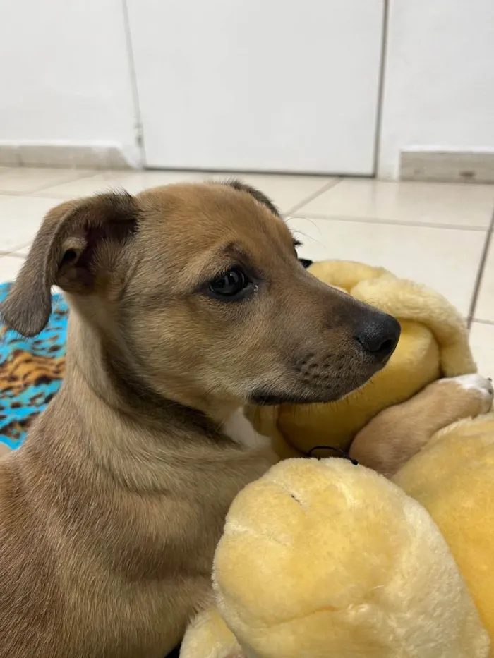 Cachorro raça SRD idade 2 a 6 meses nome Sem Nome