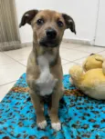 Cachorro raça SRD idade 2 a 6 meses nome Sem Nome