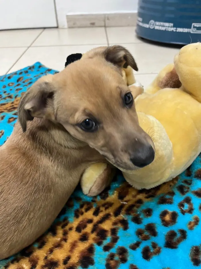 Cachorro raça SRD idade 2 a 6 meses nome Sem Nome