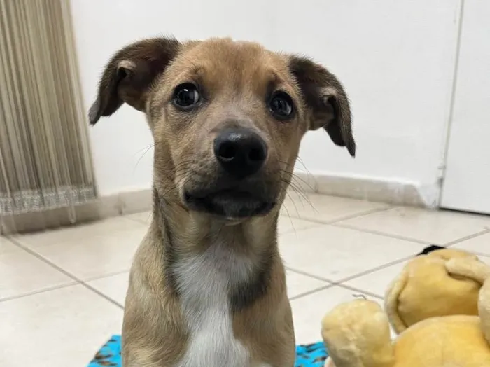 Cachorro raça SRD idade 2 a 6 meses nome Sem Nome