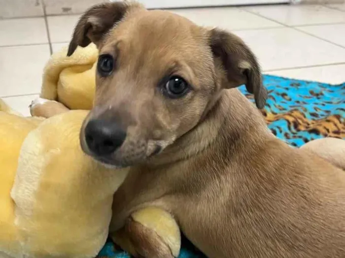 Cachorro raça SRD idade 2 a 6 meses nome Sem Nome