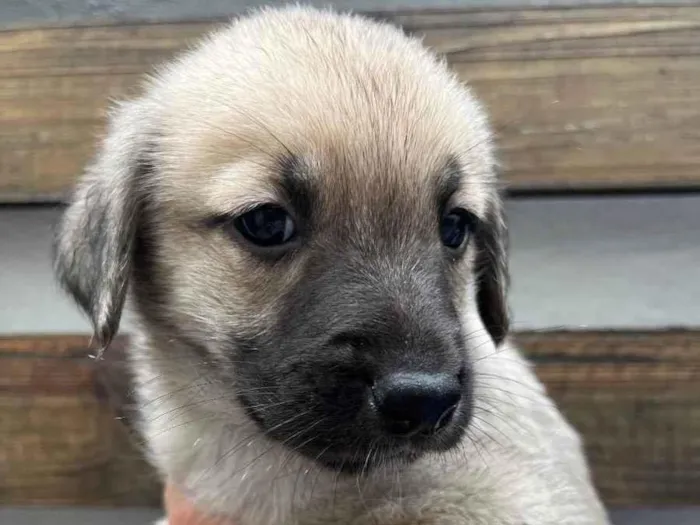 Cachorro raça SRD  idade Abaixo de 2 meses nome Sem Nome