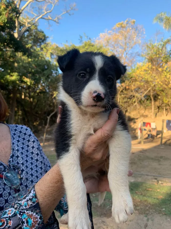 Cachorro raça Mistura idade 2 a 6 meses nome Amina
