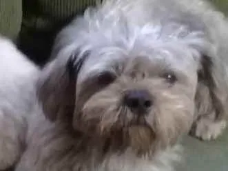 Cachorro ra a Lhasa idade 2 anos nome Pingo Judson