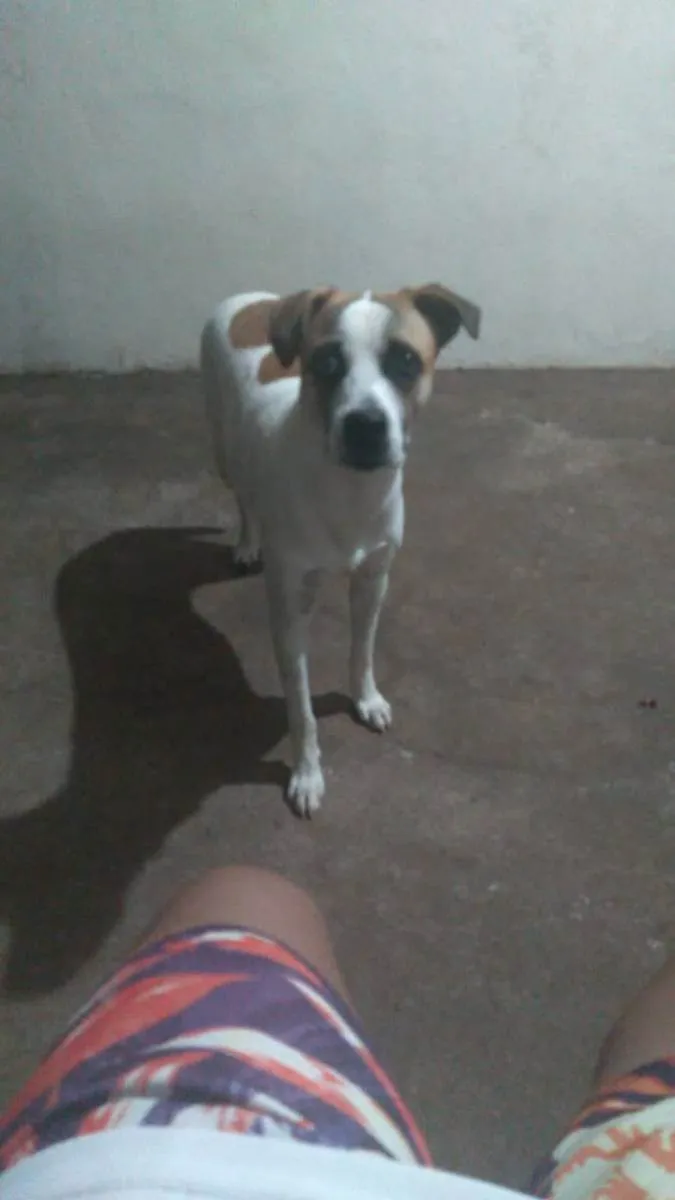 Cachorro ra a Srd idade 7 a 11 meses nome Bethoveen