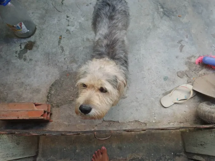 Cachorro raça Pudoll  idade 2 anos nome Marle 