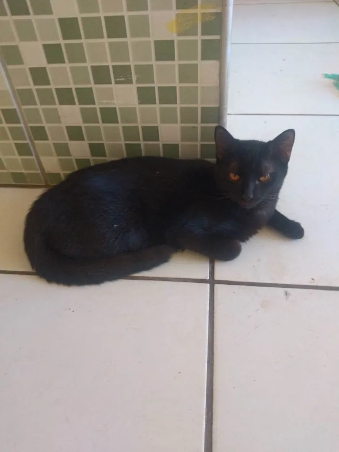 Gato ra a Siamês  idade 2 a 6 meses nome Sem nome 