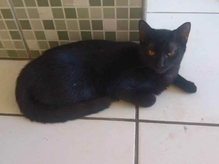 Gato ra a Siamês  idade 2 a 6 meses nome Sem nome 