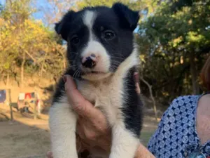 Cachorro raça Mistura idade 2 a 6 meses nome Amina
