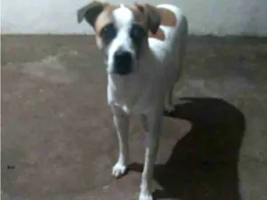 Cachorro raça Srd idade 7 a 11 meses nome Bethoveen