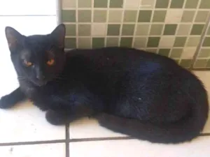 Gato raça Siamês  idade 2 a 6 meses nome Sem nome 