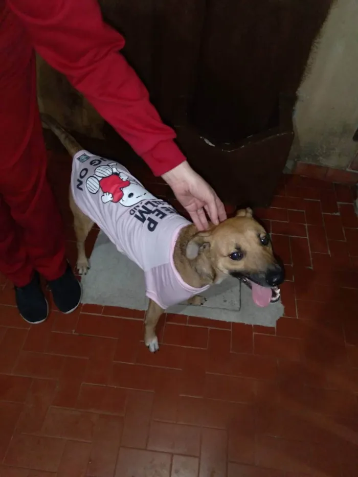 Cachorro ra a Vira Lata idade 1 ano nome Fênix