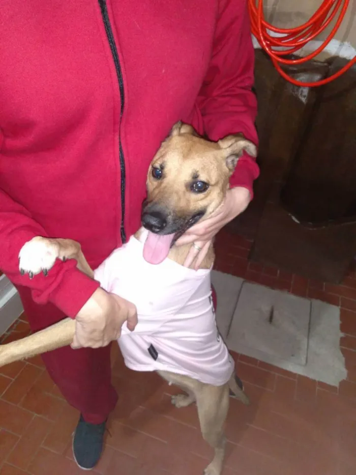 Cachorro ra a Vira Lata idade 1 ano nome Fênix
