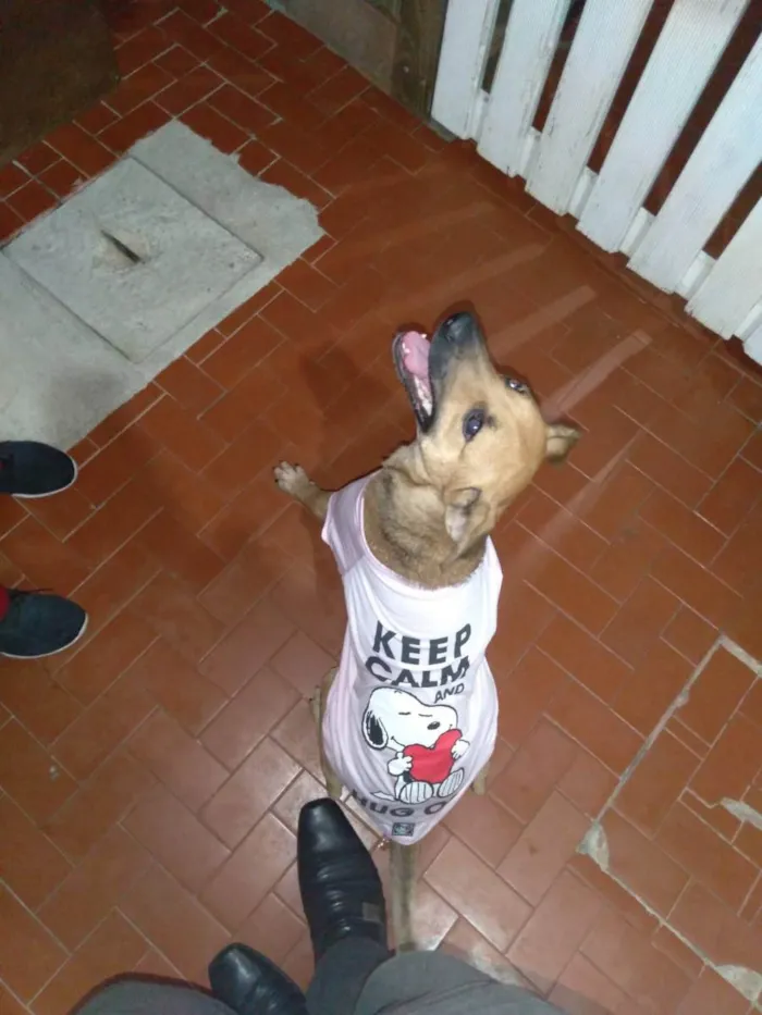 Cachorro ra a Vira Lata idade 1 ano nome Fênix
