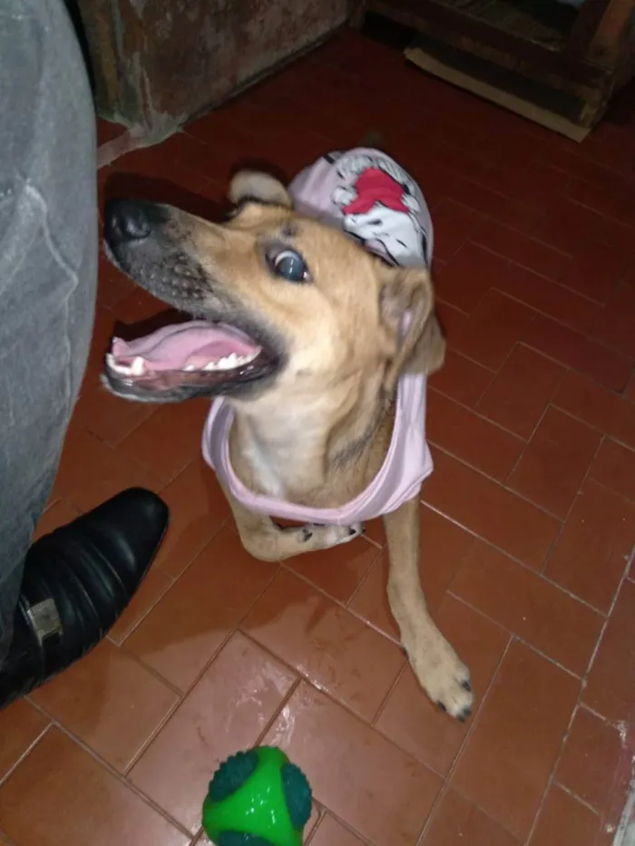 Cachorro ra a Vira Lata idade 1 ano nome Fênix