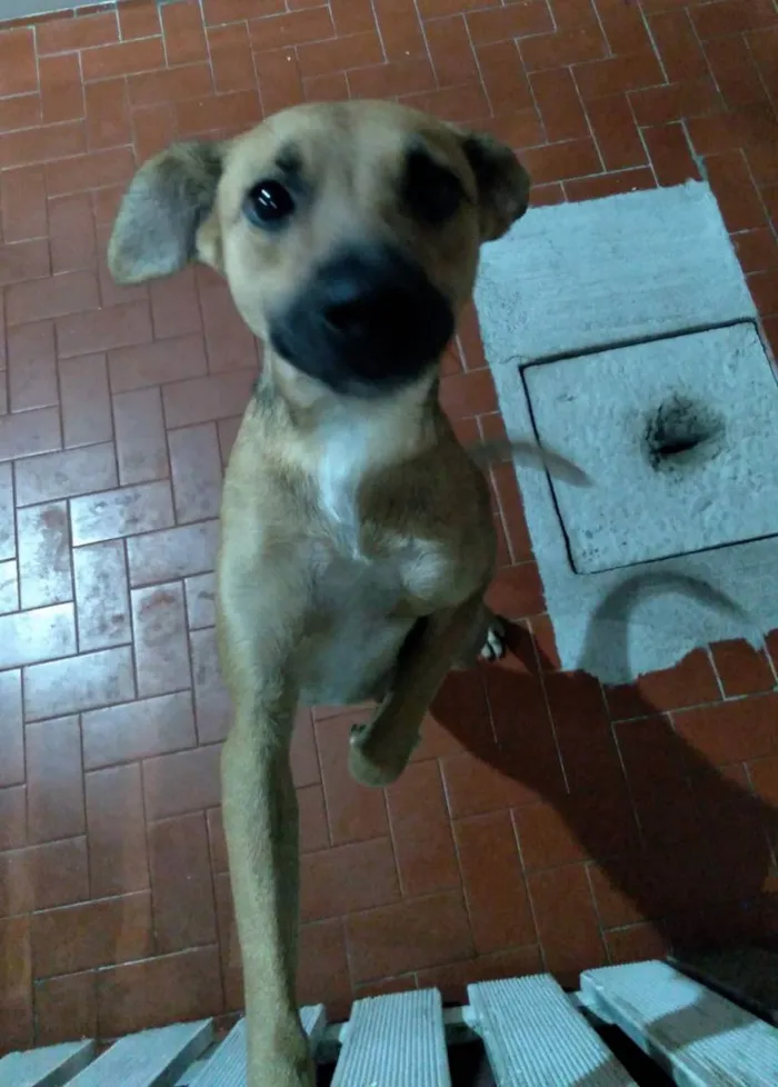 Cachorro ra a Vira Lata idade 1 ano nome Fênix