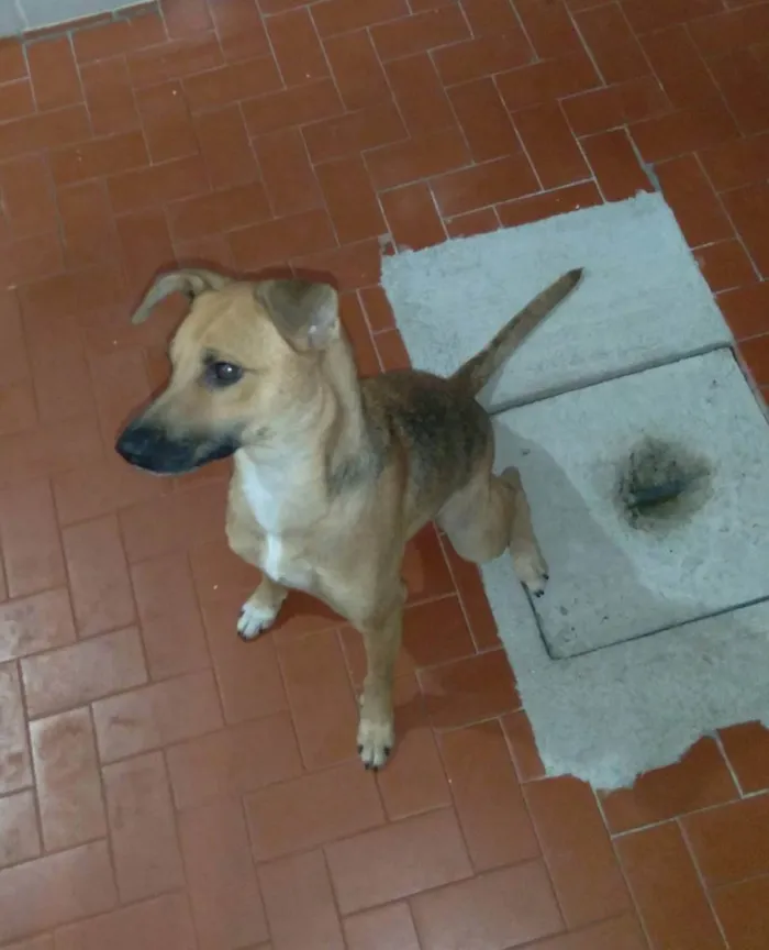 Cachorro ra a Vira Lata idade 1 ano nome Fênix