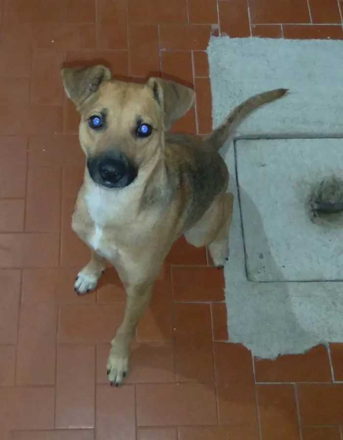 Cachorro ra a Vira Lata idade 1 ano nome Fênix