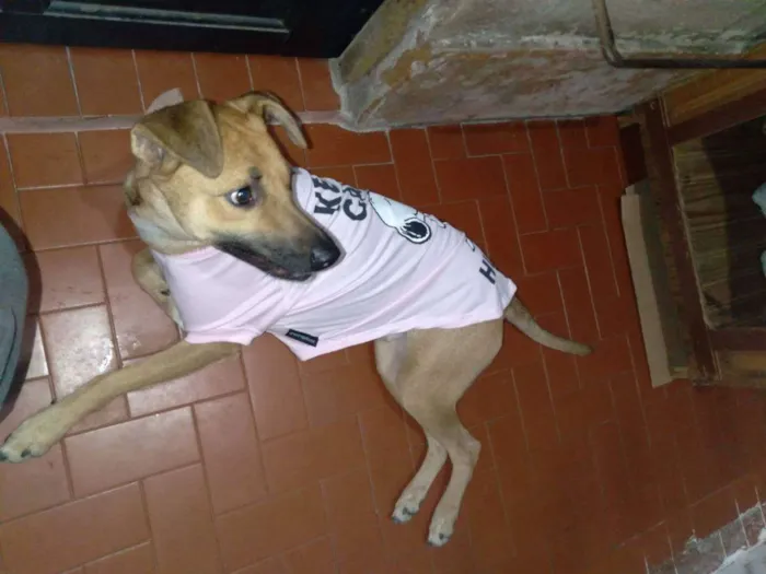 Cachorro ra a Vira Lata idade 1 ano nome Fênix