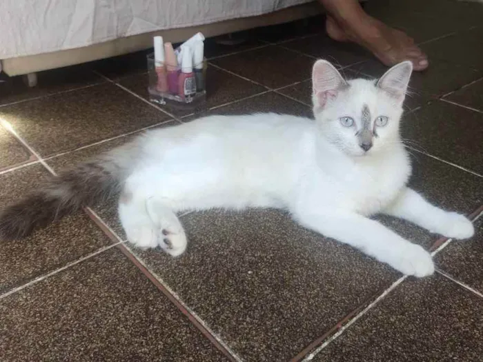 Gato ra a  idade 2 a 6 meses nome jujuba
