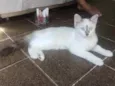 jujuba