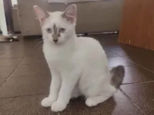 Gato raça  idade 2 a 6 meses nome jujuba