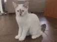 jujuba