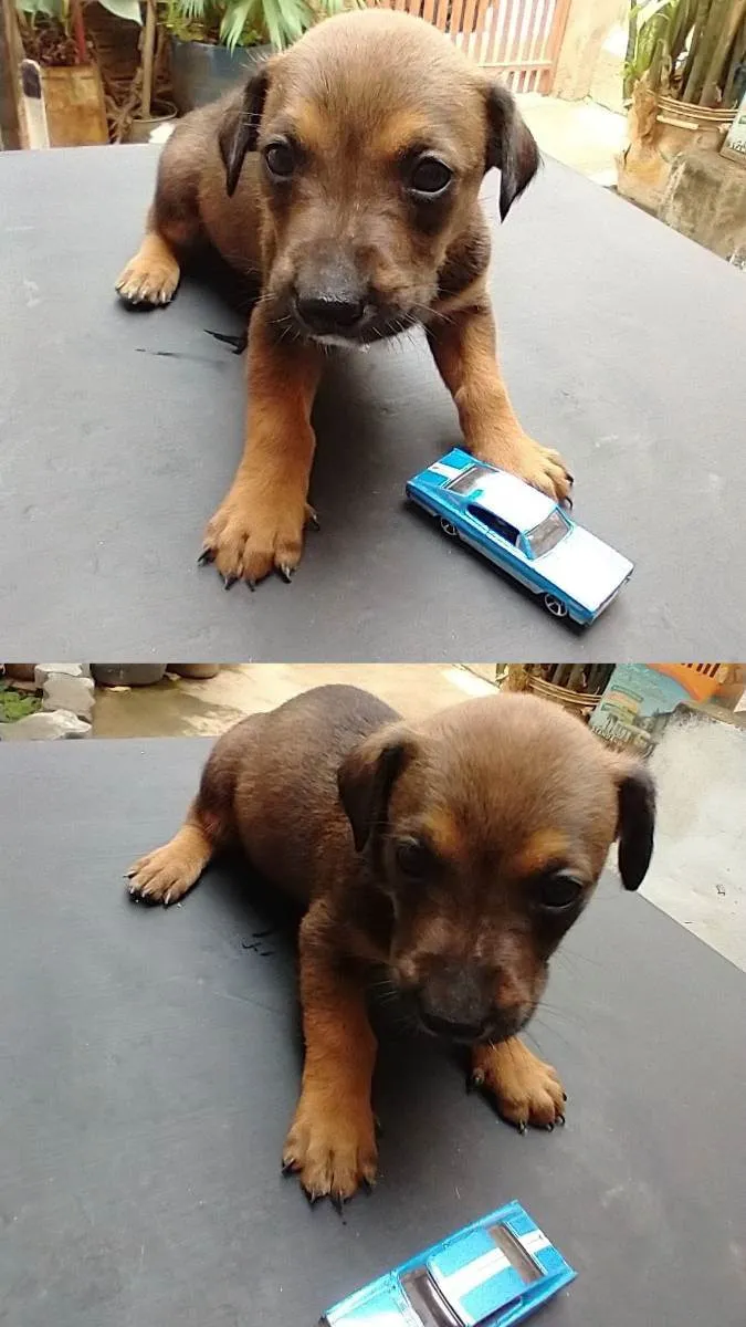 Cachorro raça  idade Abaixo de 2 meses nome ruston