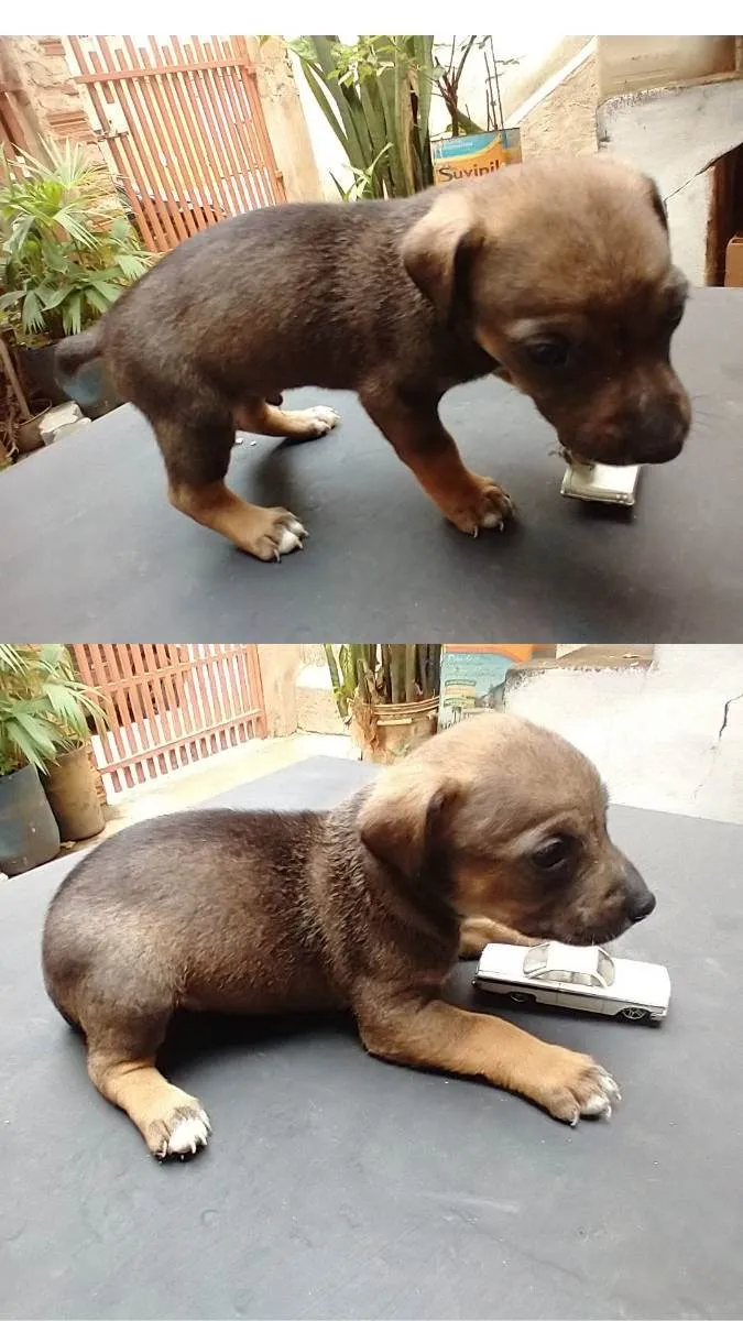 Cachorro raça  idade Abaixo de 2 meses nome ruston
