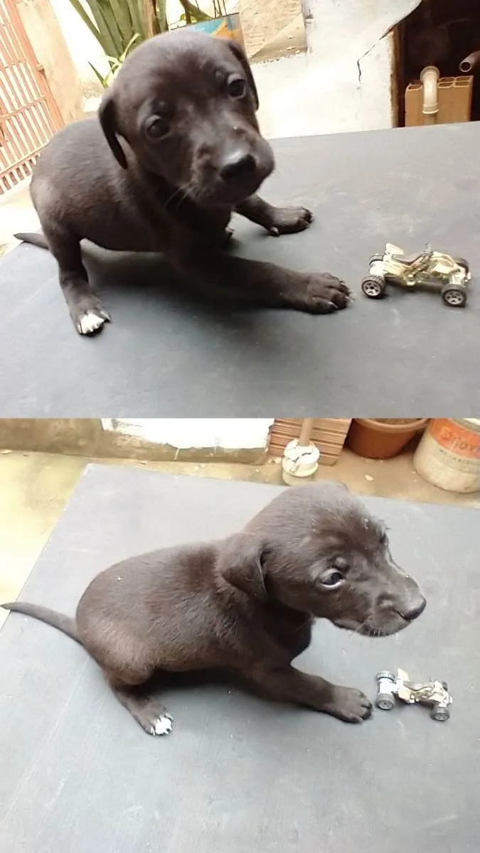 Cachorro raça  idade Abaixo de 2 meses nome ruston