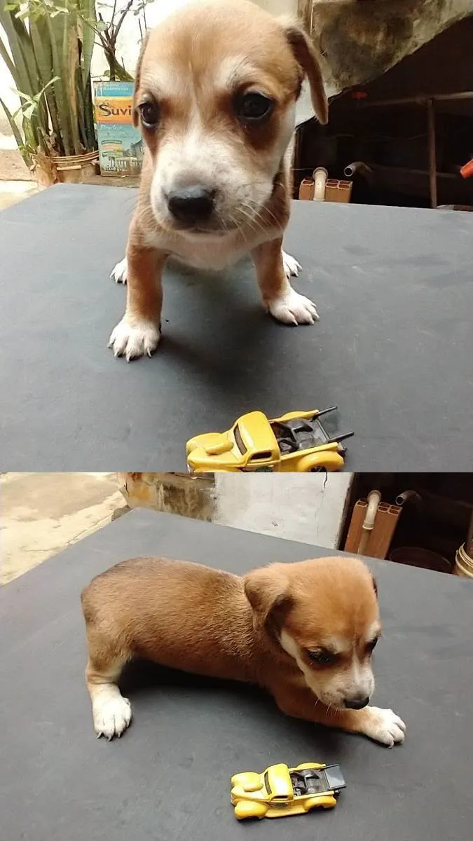 Cachorro raça  idade Abaixo de 2 meses nome ruston