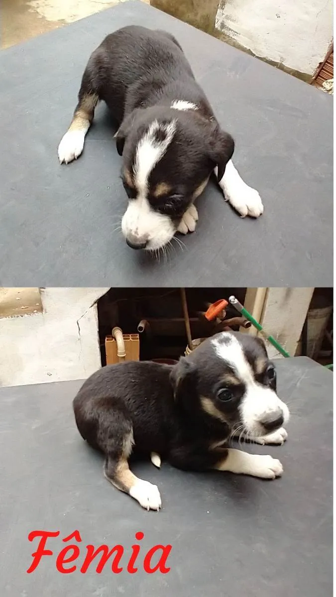 Cachorro raça  idade Abaixo de 2 meses nome ruston