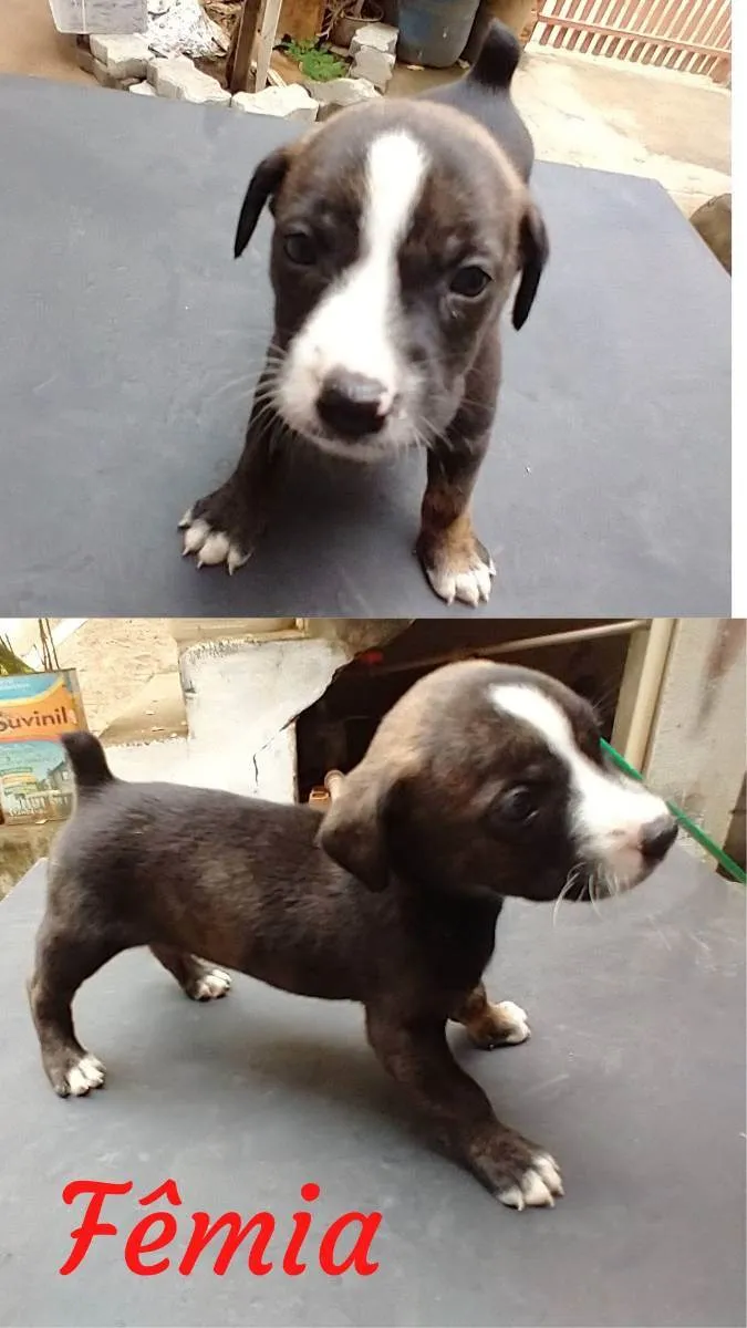 Cachorro raça  idade Abaixo de 2 meses nome ruston