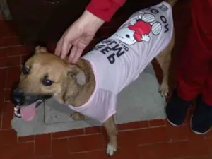 Cachorro raça Vira Lata idade 1 ano nome Fênix