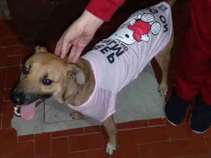 Cachorro ra a Vira Lata idade 1 ano nome Fênix