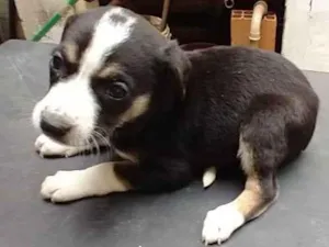 Cachorro raça  idade Abaixo de 2 meses nome ruston