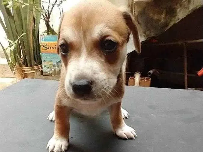 Cachorro raça  idade Abaixo de 2 meses nome ruston