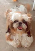 Simba 