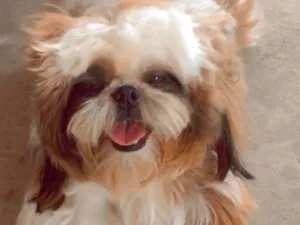 Cachorro raça Shitzu idade 2 anos nome Simba 