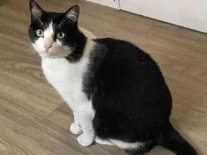 Gato raça SRD idade 2 anos nome Frida
