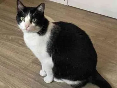 Gato raça SRD idade 2 anos nome Frida