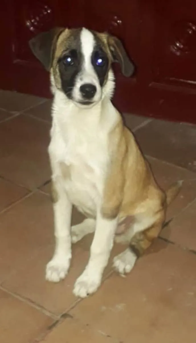 Cachorro ra a SRD idade 2 a 6 meses nome Oito