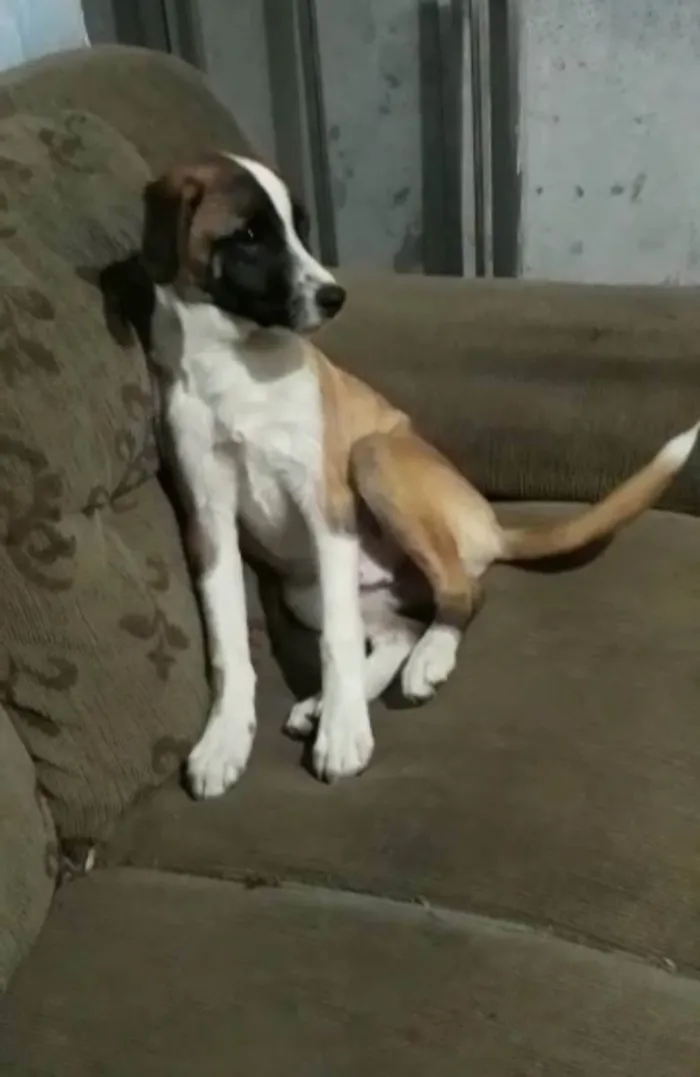 Cachorro ra a SRD idade 2 a 6 meses nome Oito