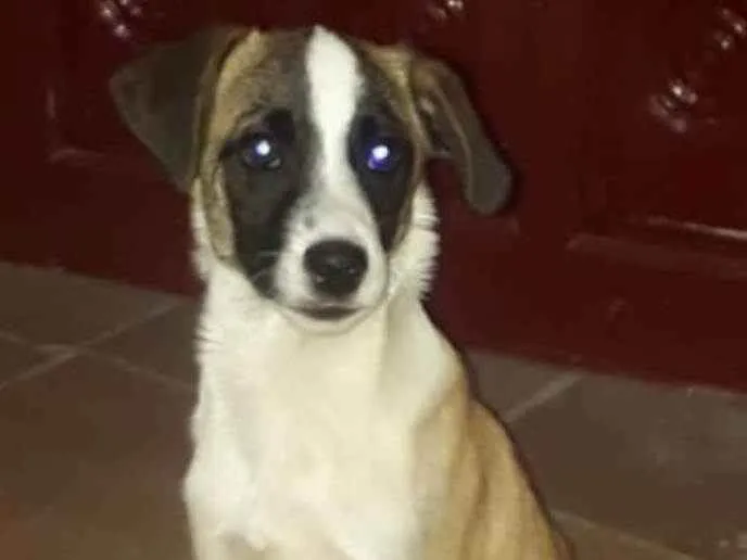 Cachorro ra a SRD idade 2 a 6 meses nome Oito