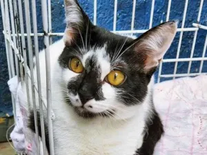 Gato raça SRD idade 7 a 11 meses nome BRUNA FRAJOLA