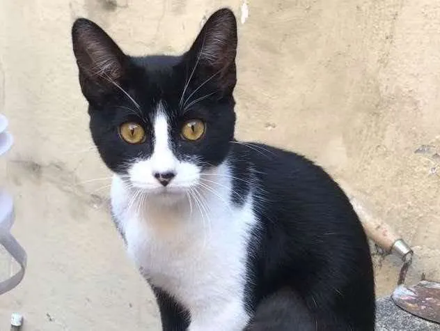 Gato raça Srd idade 2 a 6 meses nome Jade