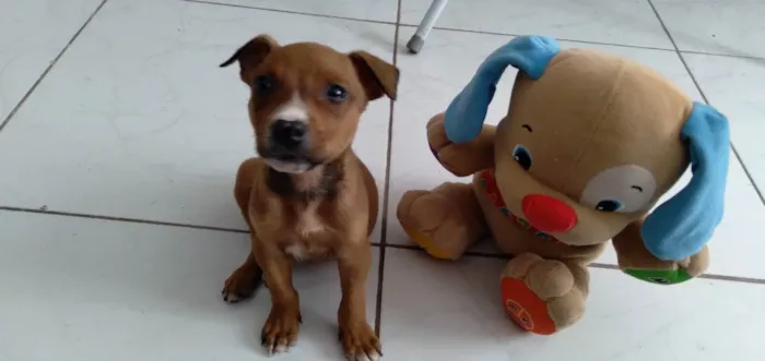 Cachorro ra a Srd idade Abaixo de 2 meses nome Freddie