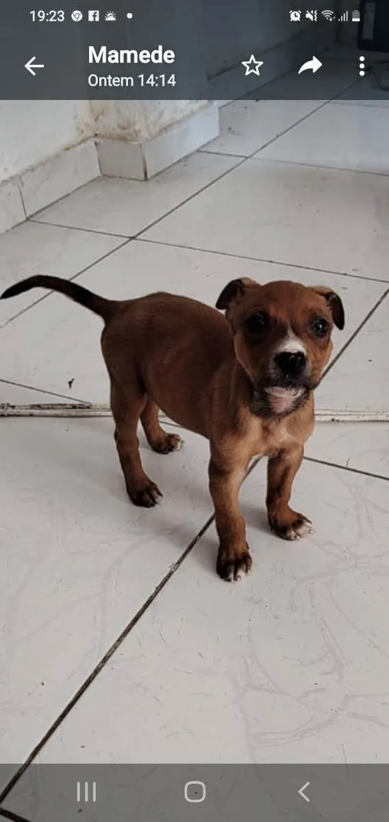 Cachorro ra a Srd idade Abaixo de 2 meses nome Freddie